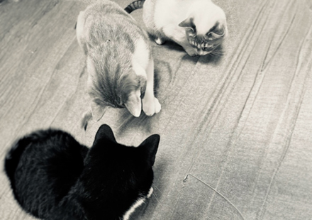 ごあいさつ
